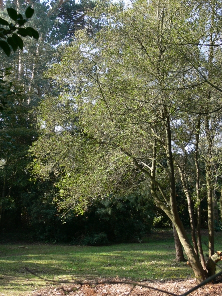 Bois des Moutiers (22) mars 2012